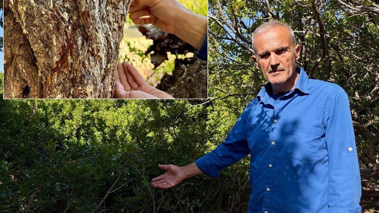 Foto - Türkiye’de sadece iki yerde yetişiyor! Kilosu 50 bin lira olan mucizevi baharat altınla yarışıyor