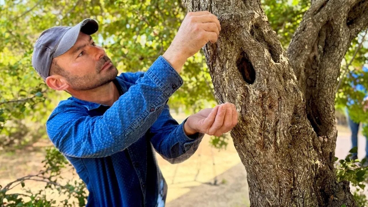 Foto - Türkiye’de sadece iki yerde yetişiyor! Kilosu 50 bin lira olan mucizevi baharat altınla yarışıyor
