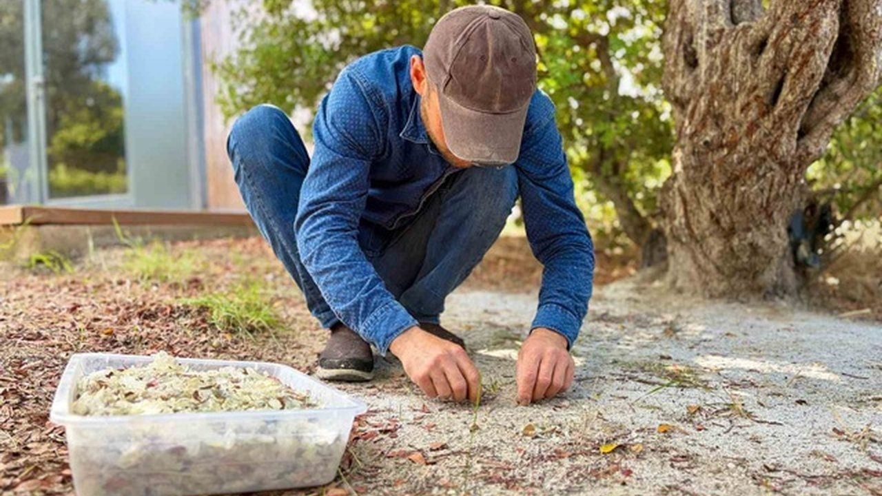 Foto - Türkiye’de sadece iki yerde yetişiyor! Kilosu 50 bin lira olan mucizevi baharat altınla yarışıyor