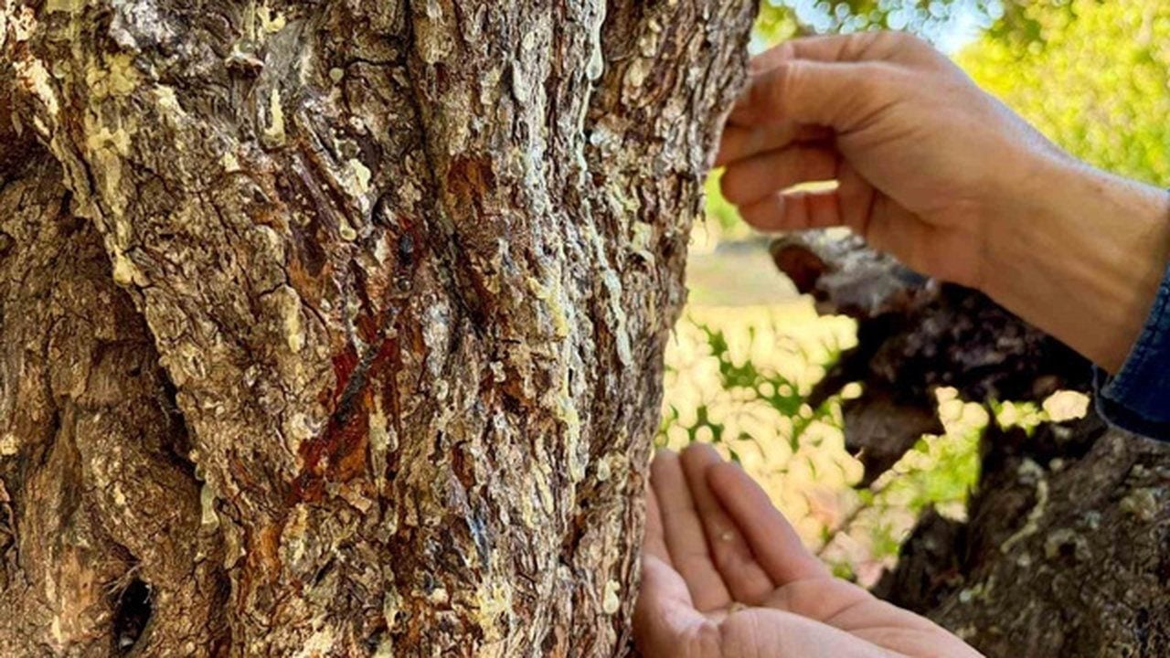 Foto - Türkiye’de sadece iki yerde yetişiyor! Kilosu 50 bin lira olan mucizevi baharat altınla yarışıyor