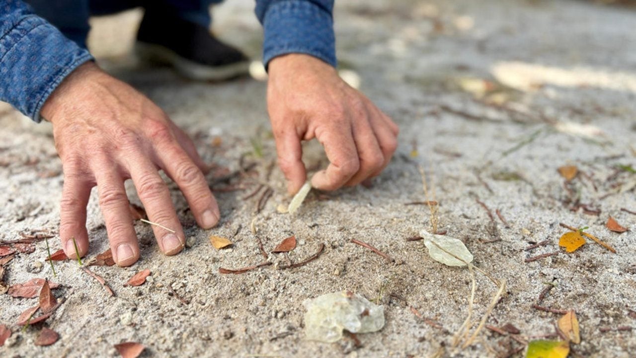 Foto - Türkiye’de sadece iki yerde yetişiyor! Kilosu 50 bin lira olan mucizevi baharat altınla yarışıyor