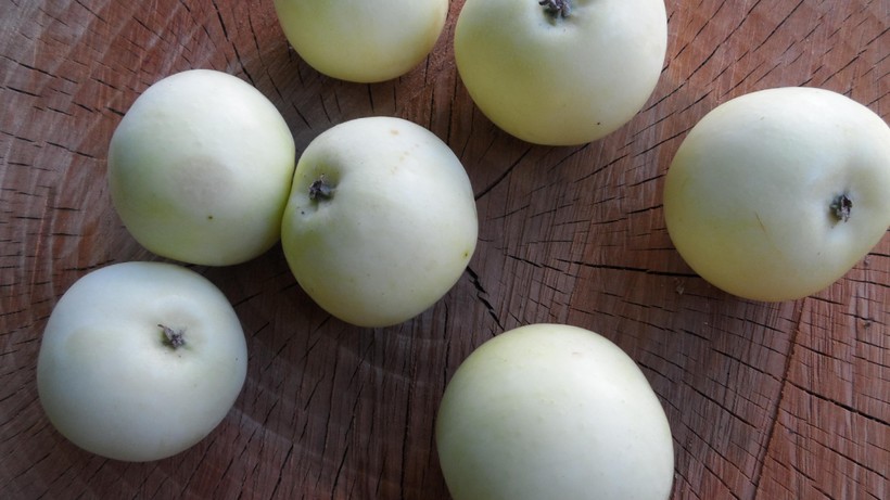 Foto - Türkiye’de sadece o köyde yetişiyor! Şeker hastalığına şifa, tok tutma garantili