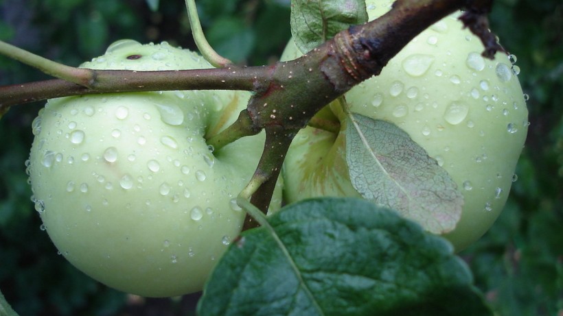 Türkiye’de sadece o köyde yetişiyor! Şeker hastalığına şifa, tok tutma garantili