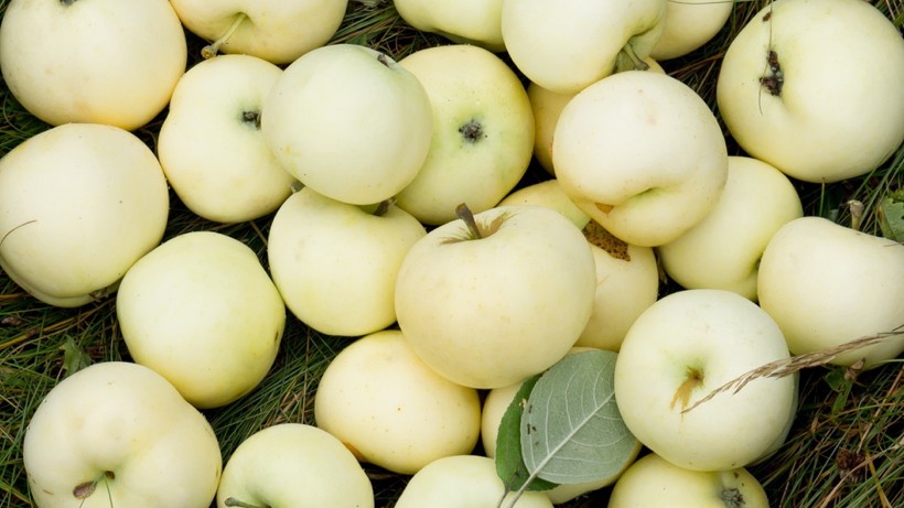 Foto - Türkiye’de sadece o köyde yetişiyor! Şeker hastalığına şifa, tok tutma garantili