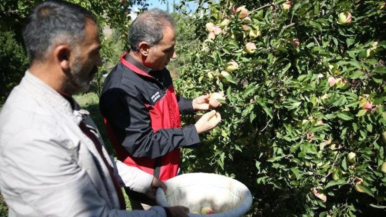 Foto - Türkiye’de sadece tek bir ilçede yetişiyor! Kışın 6 ay boyunca bozulmuyor: Şekli ve aromasıyla dünyada eşi benzeri yok