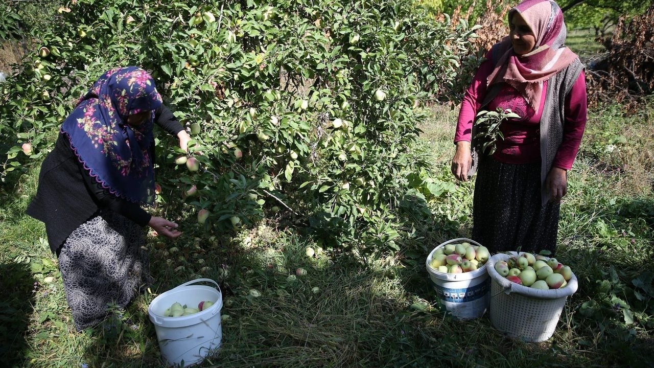 Foto - Türkiye’de sadece tek bir ilçede yetişiyor! Kışın 6 ay boyunca bozulmuyor: Şekli ve aromasıyla dünyada eşi benzeri yok