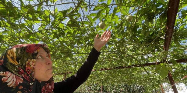 Foto - Türkiye'de sayılı kişi yapıyor, verimi dünyayı şok ediyor! 400 metrekarede başlayıp 2 ton ürün aldılar! Şimdi çuvalla para kazanıyorlar