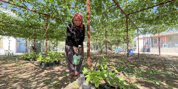Foto - Türkiye'de sayılı kişi yapıyor, verimi dünyayı şok ediyor! 400 metrekarede başlayıp 2 ton ürün aldılar! Şimdi çuvalla para kazanıyorlar