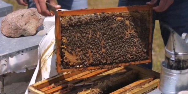 Foto - Türkiye'de son yılların en kurak kışı yaşanıyor! Tamamen arılarımızı soğuk hava depolarında bekletebiliriz