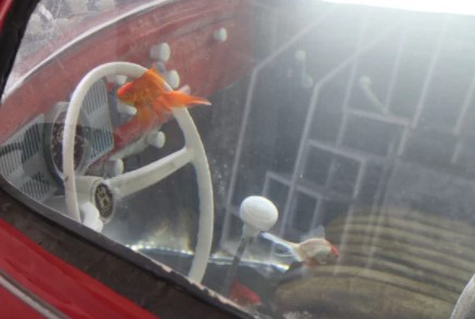 Foto - Türkiye'de tek! Özelliğine çok şaşıracaksınız