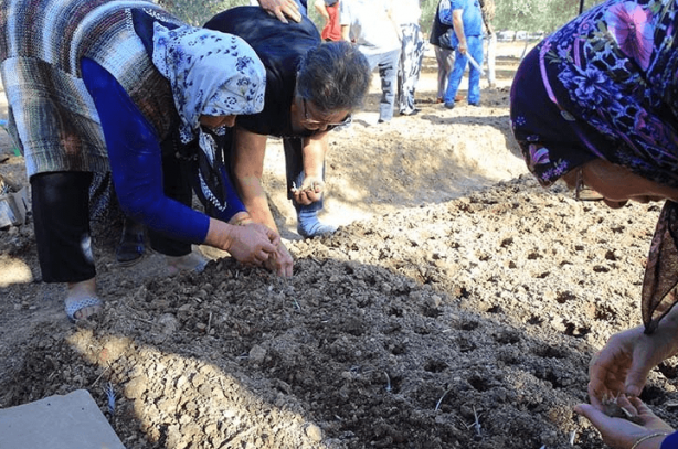 Foto - Türkiye'de topraktan çıkan en değerli şeylerden biri! Kilosu tamı tamına bin 500 TL'ye satılıyor! Bütün dünya bunu almak için sıraya girmiş durumda