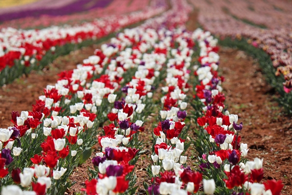 Foto - Türkiye'de üretildi... 10'dan fazla ülkeye ihraç ediliyor