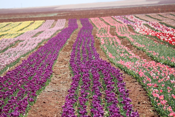 Foto - Türkiye'de üretildi... 10'dan fazla ülkeye ihraç ediliyor