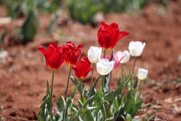 Foto - Türkiye'de üretildi... 10'dan fazla ülkeye ihraç ediliyor