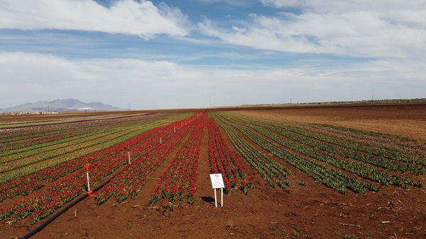 Foto - Türkiye'de üretildi... 10'dan fazla ülkeye ihraç ediliyor