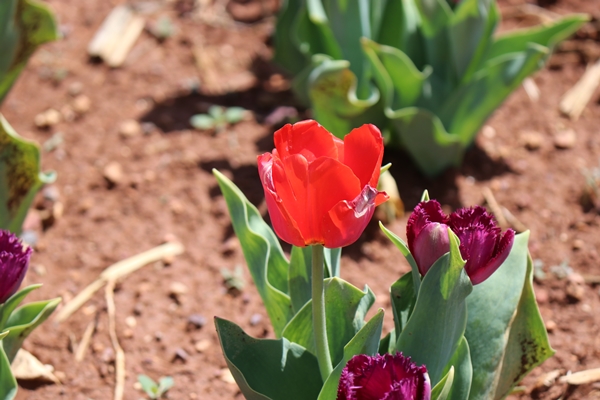 Foto - Türkiye'de üretildi... 10'dan fazla ülkeye ihraç ediliyor