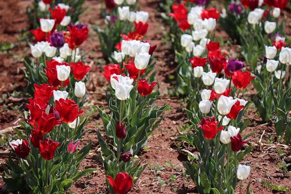 Foto - Türkiye'de üretildi... 10'dan fazla ülkeye ihraç ediliyor