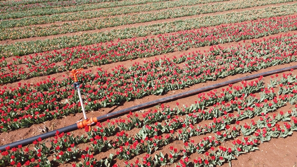 Foto - Türkiye'de üretildi... 10'dan fazla ülkeye ihraç ediliyor