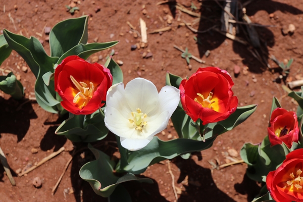 Foto - Türkiye'de üretildi... 10'dan fazla ülkeye ihraç ediliyor
