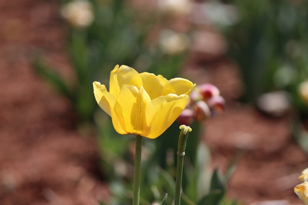 Foto - Türkiye'de üretildi... 10'dan fazla ülkeye ihraç ediliyor