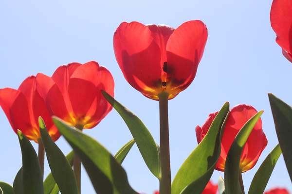 Foto - Türkiye'de üretildi... 10'dan fazla ülkeye ihraç ediliyor