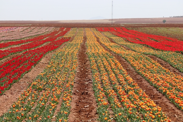 Foto - Türkiye'de üretildi... 10'dan fazla ülkeye ihraç ediliyor