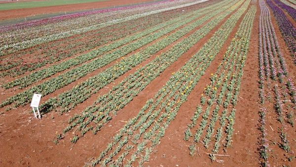 Foto - Türkiye'de üretildi... 10'dan fazla ülkeye ihraç ediliyor