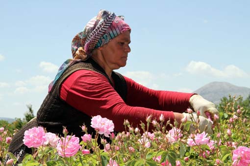 Foto - Türkiye'de üretilip dünyaya satılıyor! Litresi 70 bin lira...