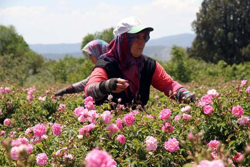 Foto - Türkiye'de üretilip dünyaya satılıyor! Litresi 70 bin lira...