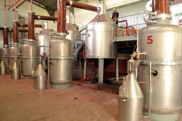 Foto - Türkiye'de üretiliyor! Kilosu tam 12 bin euro!