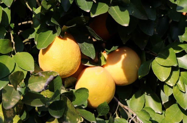 Foto - Türkiye'de üretiliyor ama Türk insanı yemiyor! Rusya ve Japonya'dan inanılmaz talep var... Israrla istiyorlar