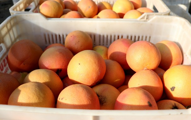 Foto - Türkiye'de üretiliyor ama Türk insanı yemiyor! Rusya ve Japonya'dan inanılmaz talep var... Israrla istiyorlar
