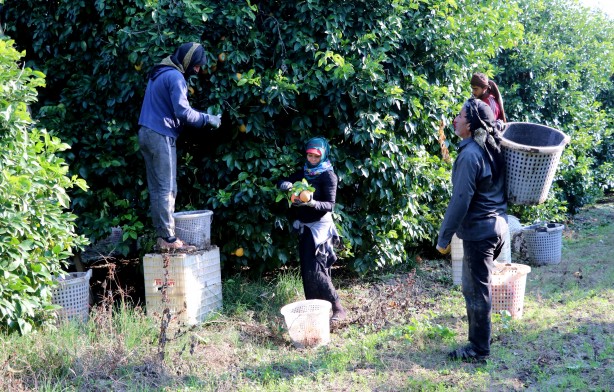 Foto - Türkiye'de üretiliyor ama Türk insanı yemiyor! Rusya ve Japonya'dan inanılmaz talep var... Israrla istiyorlar