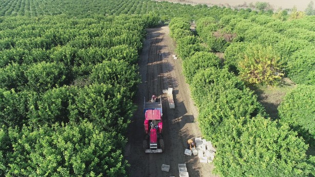 Foto - Türkiye'de üretiliyor ama Türk insanı yemiyor! Rusya ve Japonya'dan inanılmaz talep var... Israrla istiyorlar