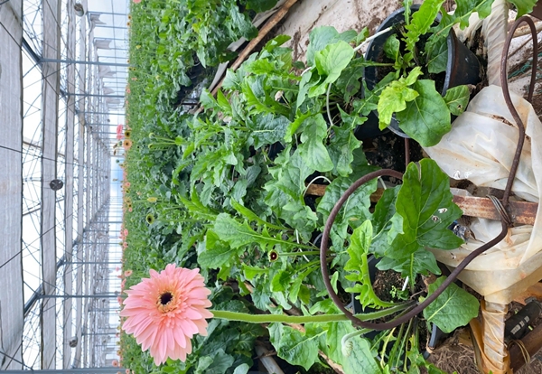 Foto - Türkiye'de üretti... Yurt dışına iki katı fiyata satıyor