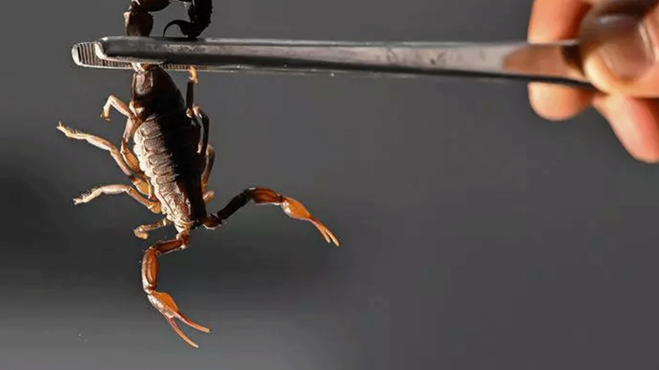 Foto - Türkiye'de yasal olarak üretiliyor: Gramı tam 10 bin dolar!