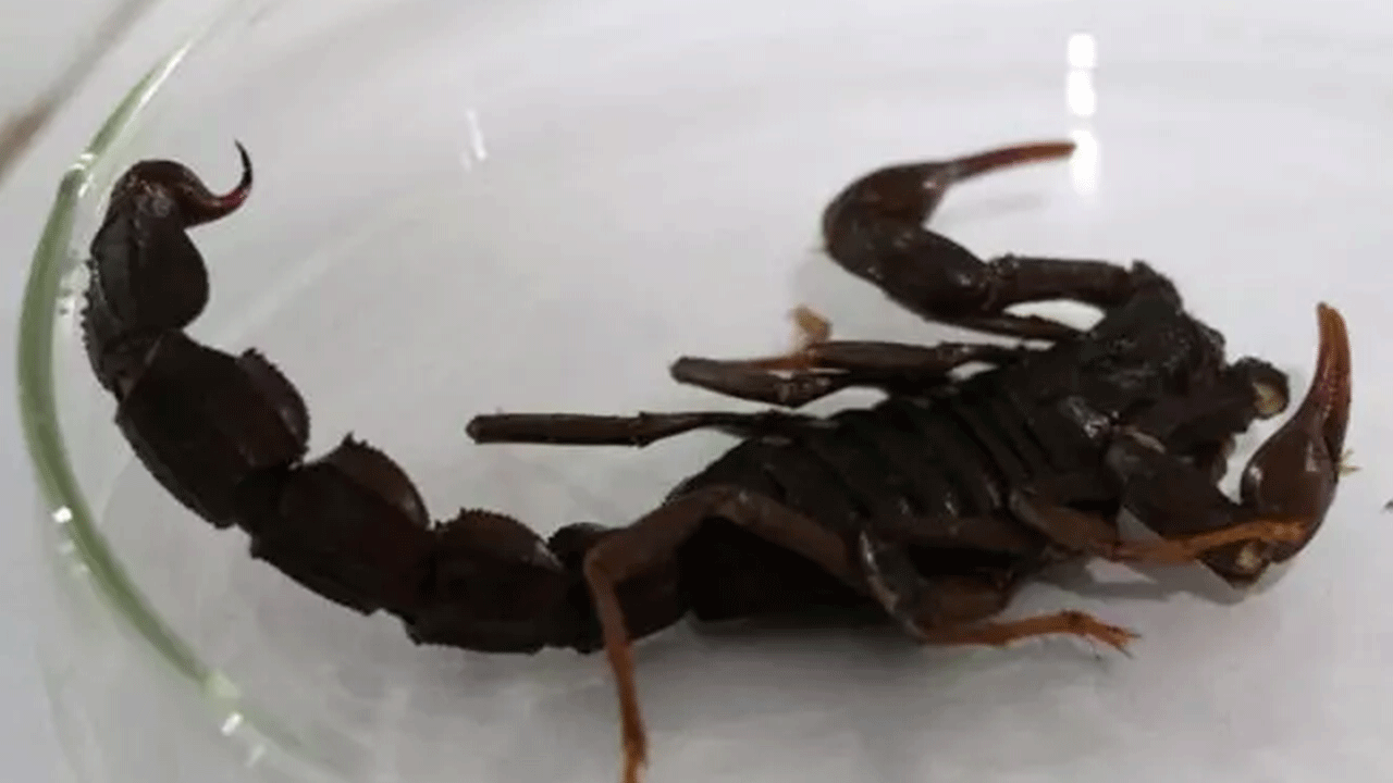 Foto - Türkiye'de yasal olarak üretiliyor: Gramı tam 10 bin dolar!