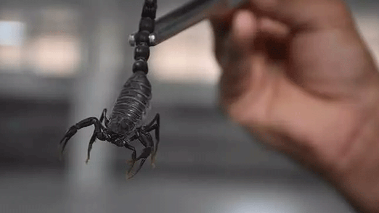 Foto - Türkiye'de yasal olarak üretiliyor: Gramı tam 10 bin dolar!