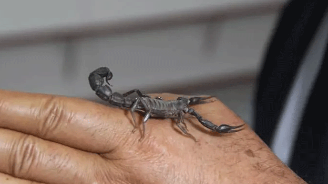 Türkiye'de yasal olarak üretiliyor: Gramı tam 10 bin dolar!