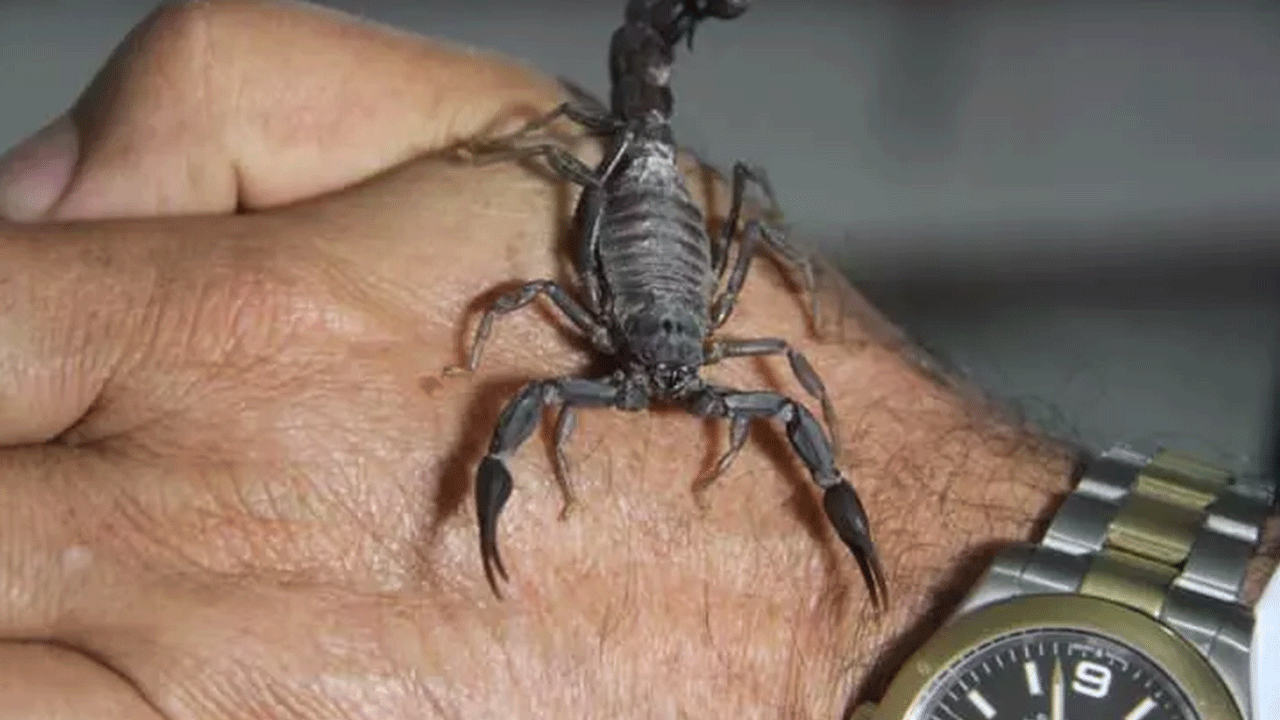 Foto - Türkiye'de yasal olarak üretiliyor: Gramı tam 10 bin dolar!