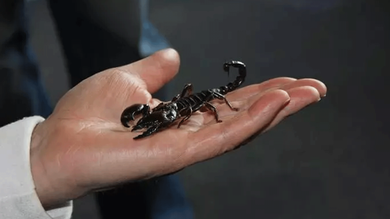 Foto - Türkiye'de yasal olarak üretiliyor: Gramı tam 10 bin dolar!