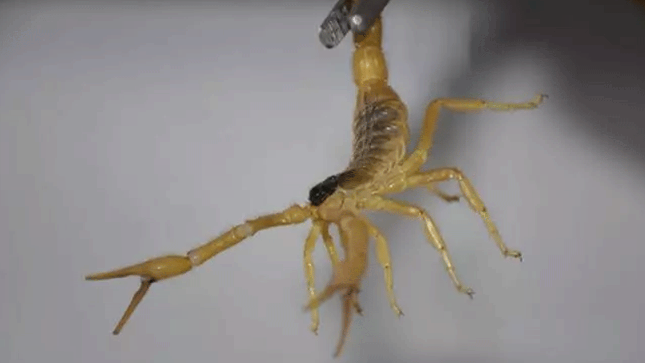 Foto - Türkiye'de yasal olarak üretiliyor: Gramı tam 10 bin dolar!