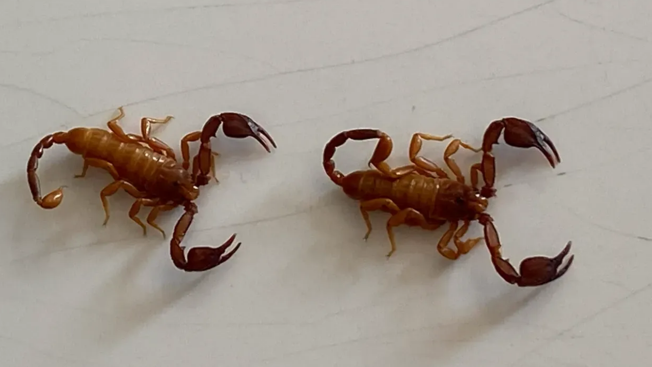 Foto - Türkiye'de yeni bir akrep türü keşfedildi! Keşfi yana Profesör bakın kimin ismini verdi 