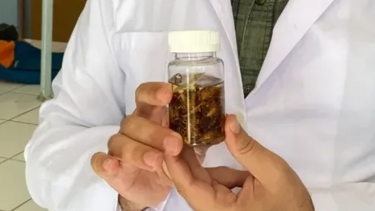 Foto - Türkiye'de yeni bir akrep türü keşfedildi! Keşfi yana Profesör bakın kimin ismini verdi 