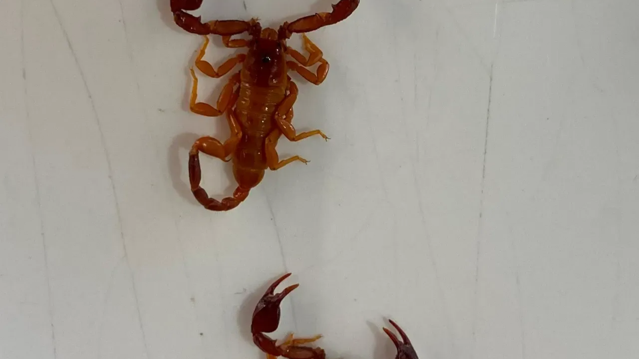 Foto - Türkiye'de yeni bir akrep türü keşfedildi! Keşfi yana Profesör bakın kimin ismini verdi 