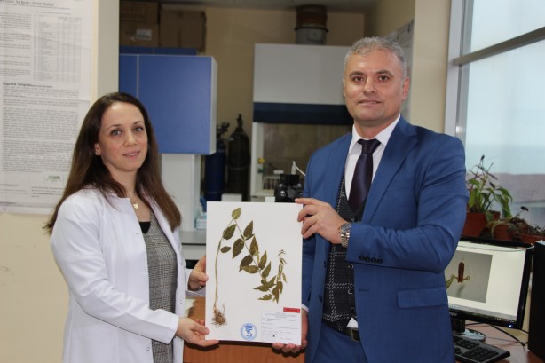 Türkiye'de yeni bir bitki türü keşfedildi! Bakın ismi ne oldu!