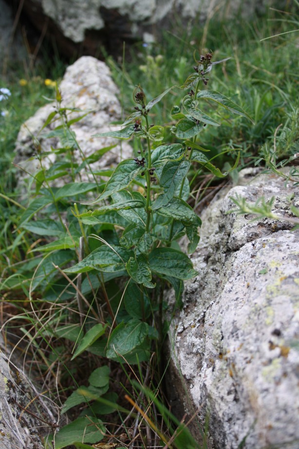 Foto - Türkiye'de yeni bir bitki türü keşfedildi! Bakın ismi ne oldu!