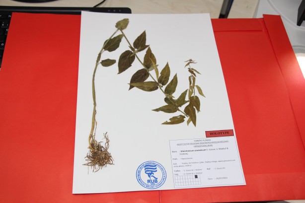 Foto - Türkiye'de yeni bir bitki türü keşfedildi! Bakın ismi ne oldu!