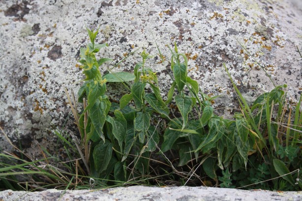 Foto - Türkiye'de yeni bir bitki türü keşfedildi! Bakın ismi ne oldu!