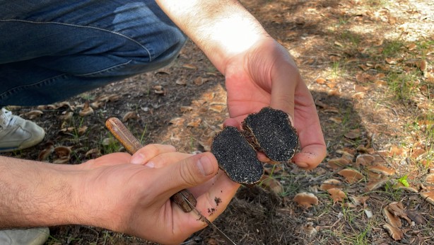 Foto - Türkiye'de yeni mantar türü keşfedildi